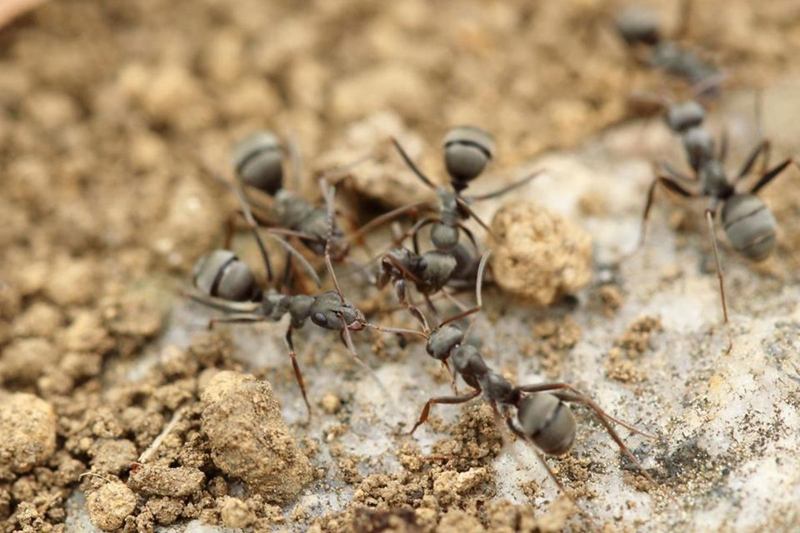 Close-up of black ants, a common problem in the apartment