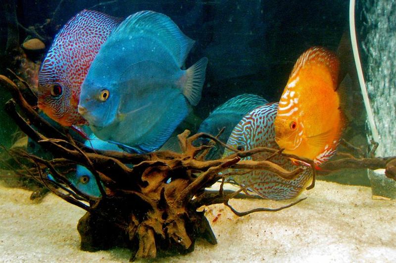 Acuario con peces disco de colores y agua clara gracias al cuidado regular