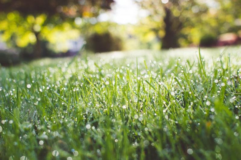 Herbe fraîche couverte de rosée, source de taches d'herbe sur les vêtements