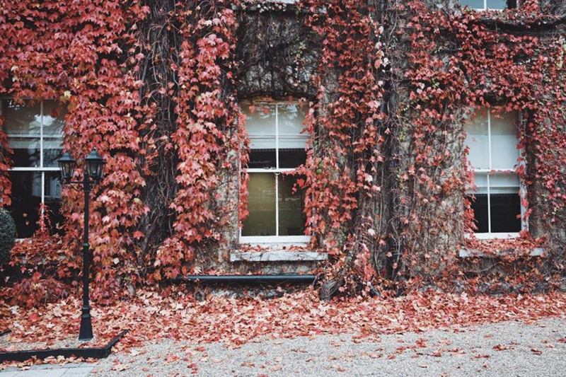 Facciata con foglie rosse autunnali alle finestre, tempo di pulizie