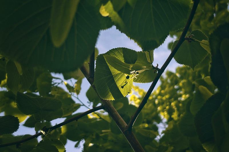 Hojas de tilo vistas desde abajo en verano, de donde cae la melaza pegajosa