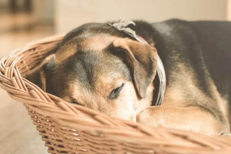 Perro durmiendo acurrucado en su cesta de mimbre