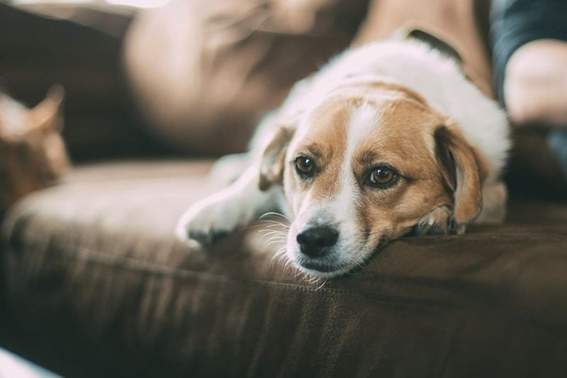 Hund liegt auf braunem Sofa – Hundehaare entfernen leicht gemacht