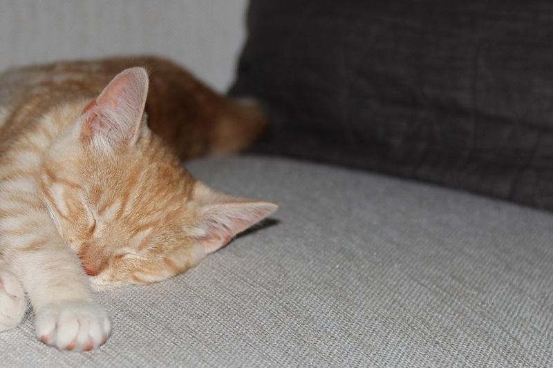 Gatito atigrado naranja dormido en un sofá gris donde se acumula el pelo