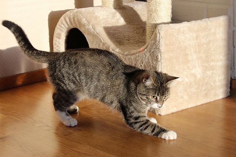 Gato atigrado que pasa junto a un rascador con cueva sobre el parqué