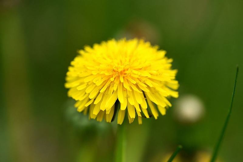 Flor de diente de león amarilla en un prado verde en primavera