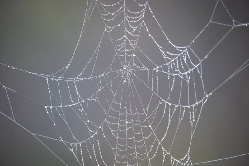 Dew-covered spider web against a grey background