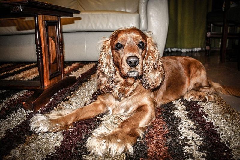 Dog lying on a striped rug in the living room that needs cleaning