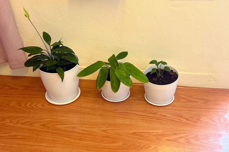 Tres plantas de interior en macetas blancas sobre una repisa de madera