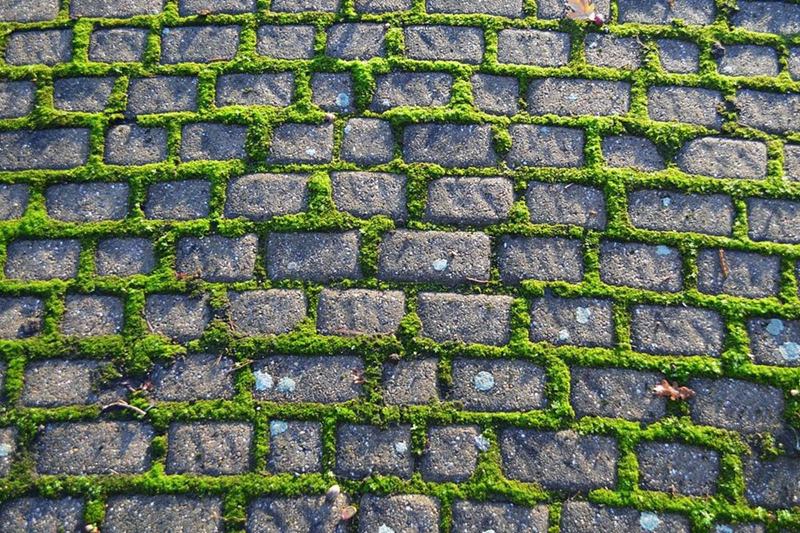 Adoquines con musgo verde creciendo en todas las juntas