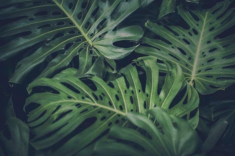 Primer plano de grandes hojas de monstera, donde el polvo se acumula rápido